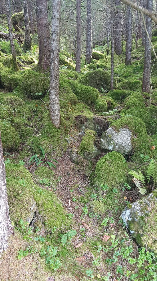 Vakker skog med mosebunn på veien opp mot Brunstadsetra
